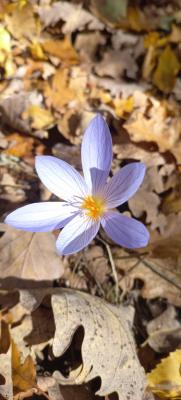 Прикрепленное изображение: IMG-b9914cd90b834e0834e3d0af8da7951b-V.jpg